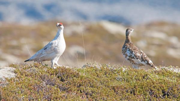 Lenke til artikkel: Dårlig rypeproduksjon på Agder i år