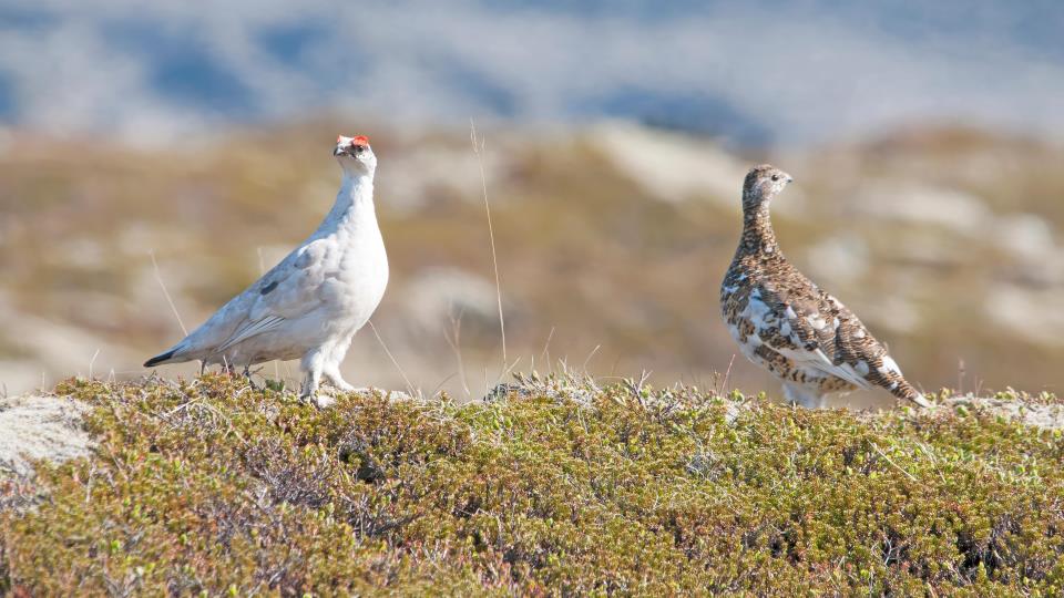 Lenke til artikkel: Dårlig rypeproduksjon på Agder i år