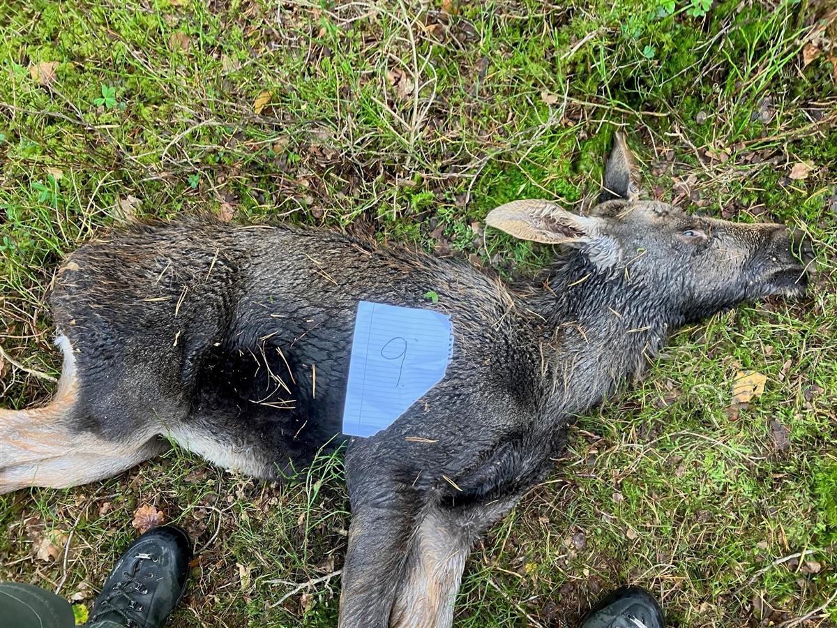 Bilde av en død elgkalv liggende i skogen. - Klikk for stort bilde